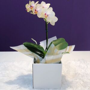 Orquídea