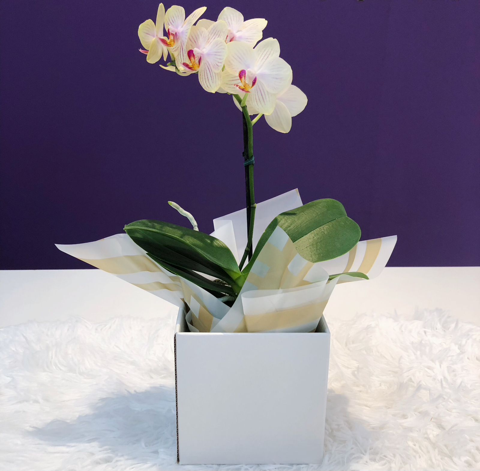 Orquídea